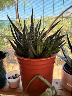 Haworthiopsis attenuata