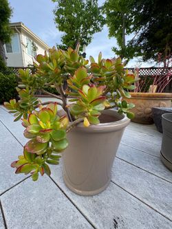 Beautiful succulent in nice ceramic pot
