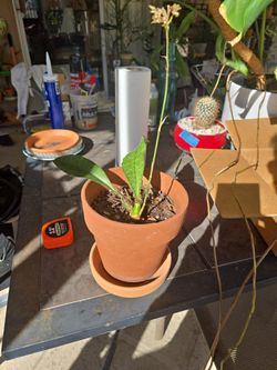 Oeceoclades  Maculata Orchid $9.00