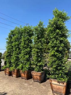 Ficus Nitida Indian Laurel 11’-12’ tall!