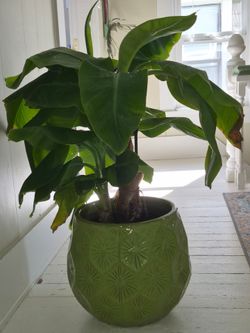 Dwarf Banana plant in Decorative Green Pot