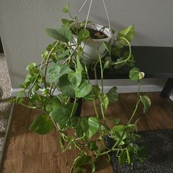 Golden pothos