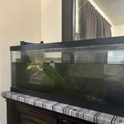 20 Gallon Tank