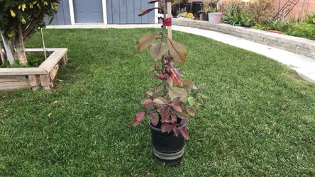 African Red Tree  $10 .   Insulinas, Other Plants, Varieties Of Succulents With Flowers. $3. $4.