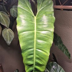 Paraiso Verde Philodendron