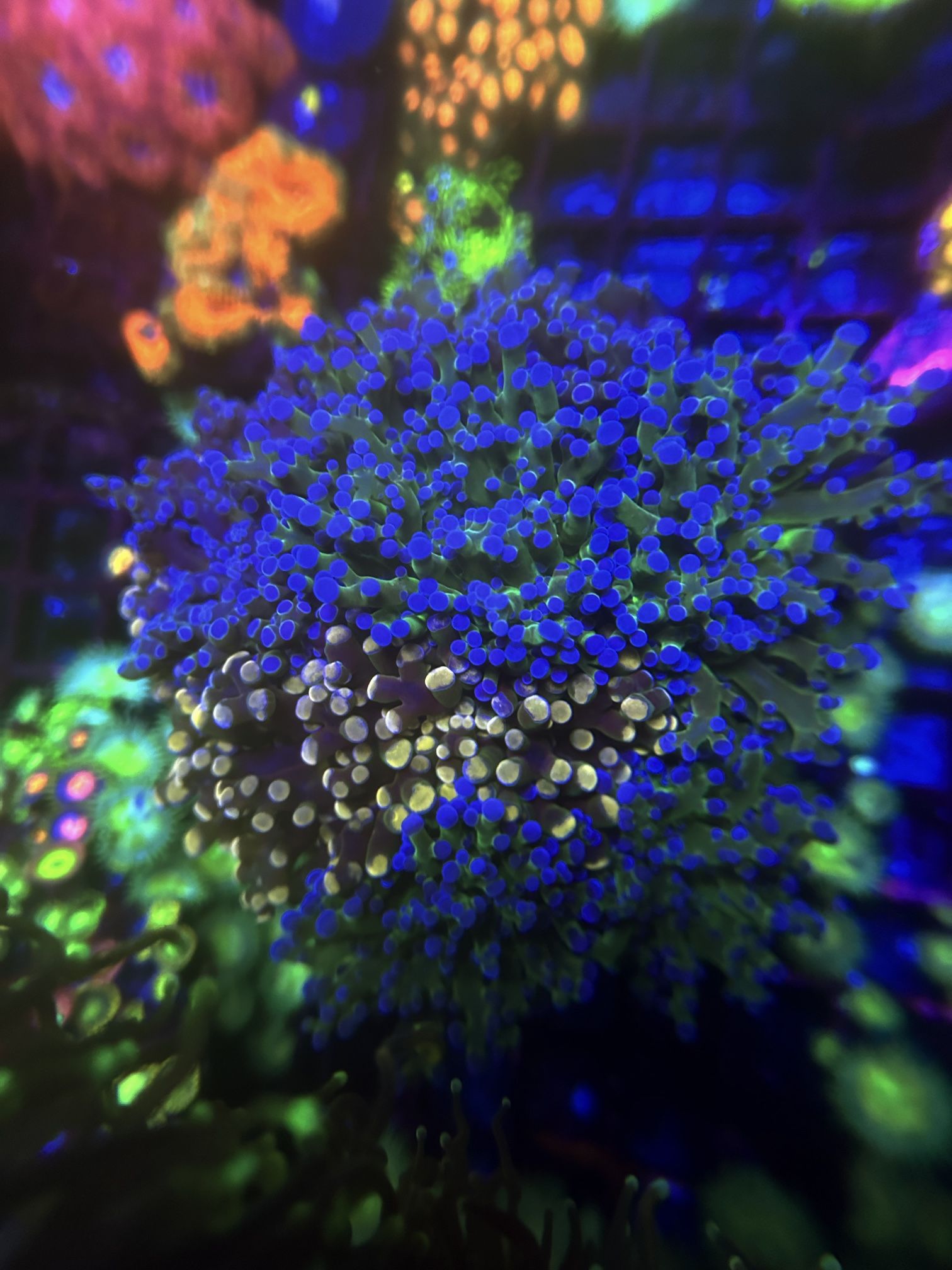 Fake Fish Tank Coral Decoration