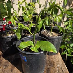 Yellow/Thai Yellow Passionfruit Plants 8-12 Inches Plus