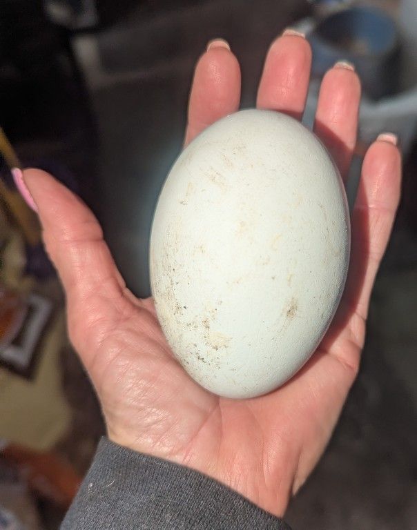 Goose Eggs
