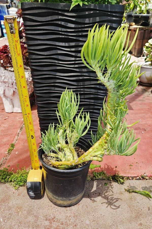 Crested Mermaid tail succulent