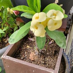Corona De Cristo Plant