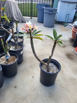 Plumeria plant