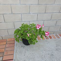 Pink Plant (Geranio)