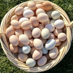 Eggs