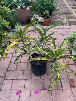 Croton sloppy painter