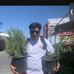 Plants 4 Sale