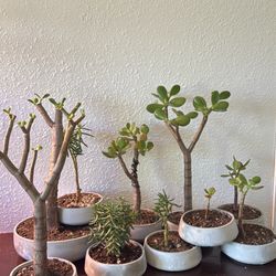 Bonsai collection