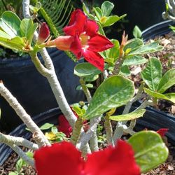 Beautiful Desert Rose Plants 7gl $45🌹