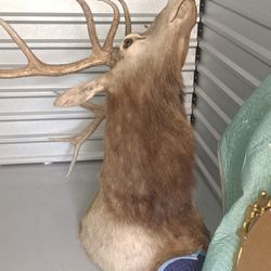 Texamerdy.  Antique Deer Head 