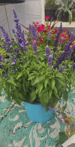Big purple plant