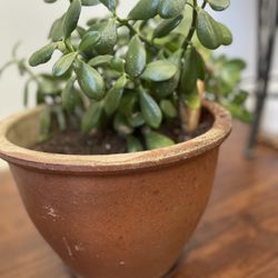 Healthy Jade Plant