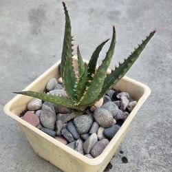 ALOE CORAL FIRE 🔥 SUCCULENT