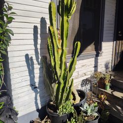 Euphoria Brancher Succulent