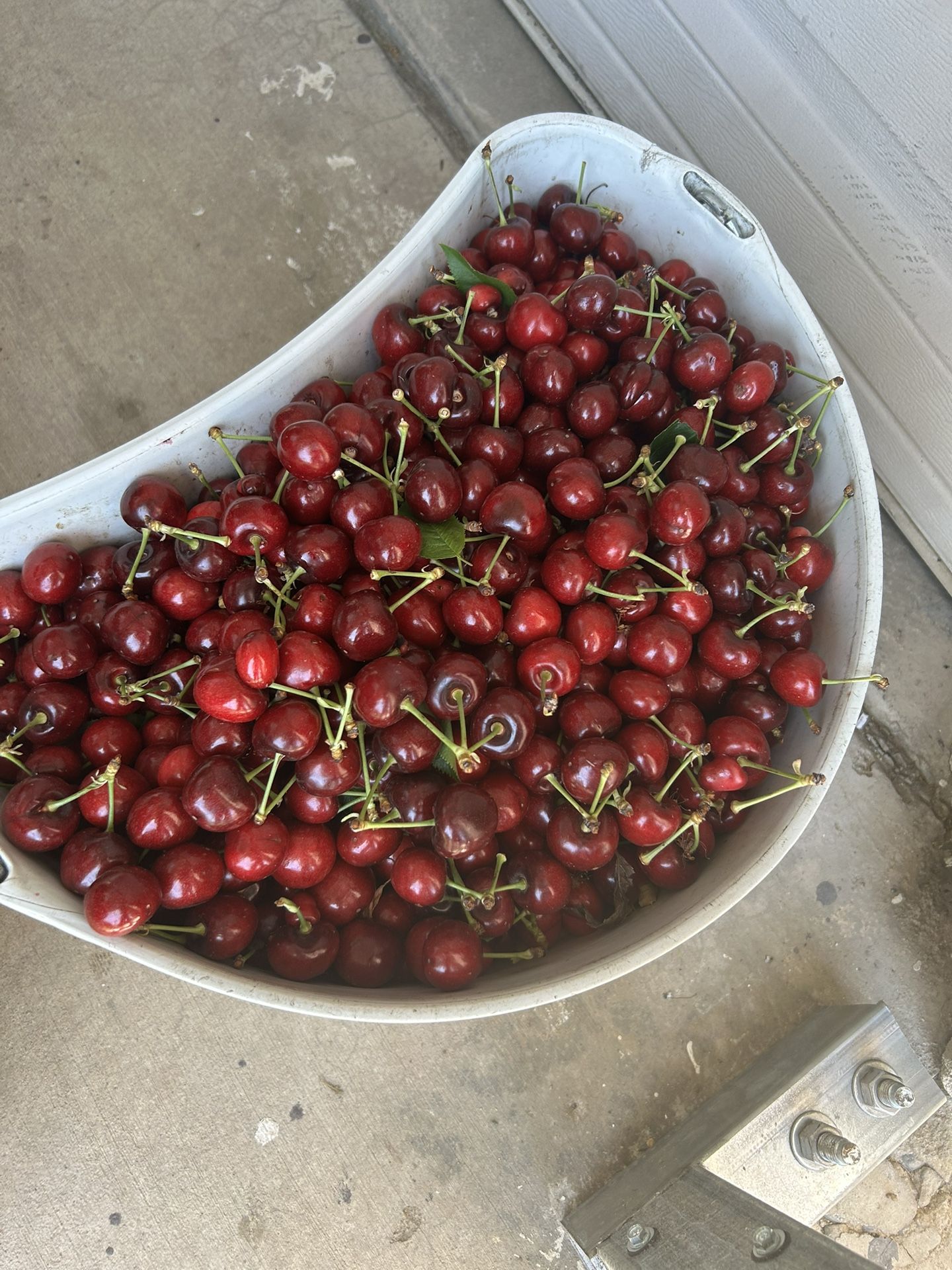 Sweet Fresh Picked Cherries FREE DELIVERY!!