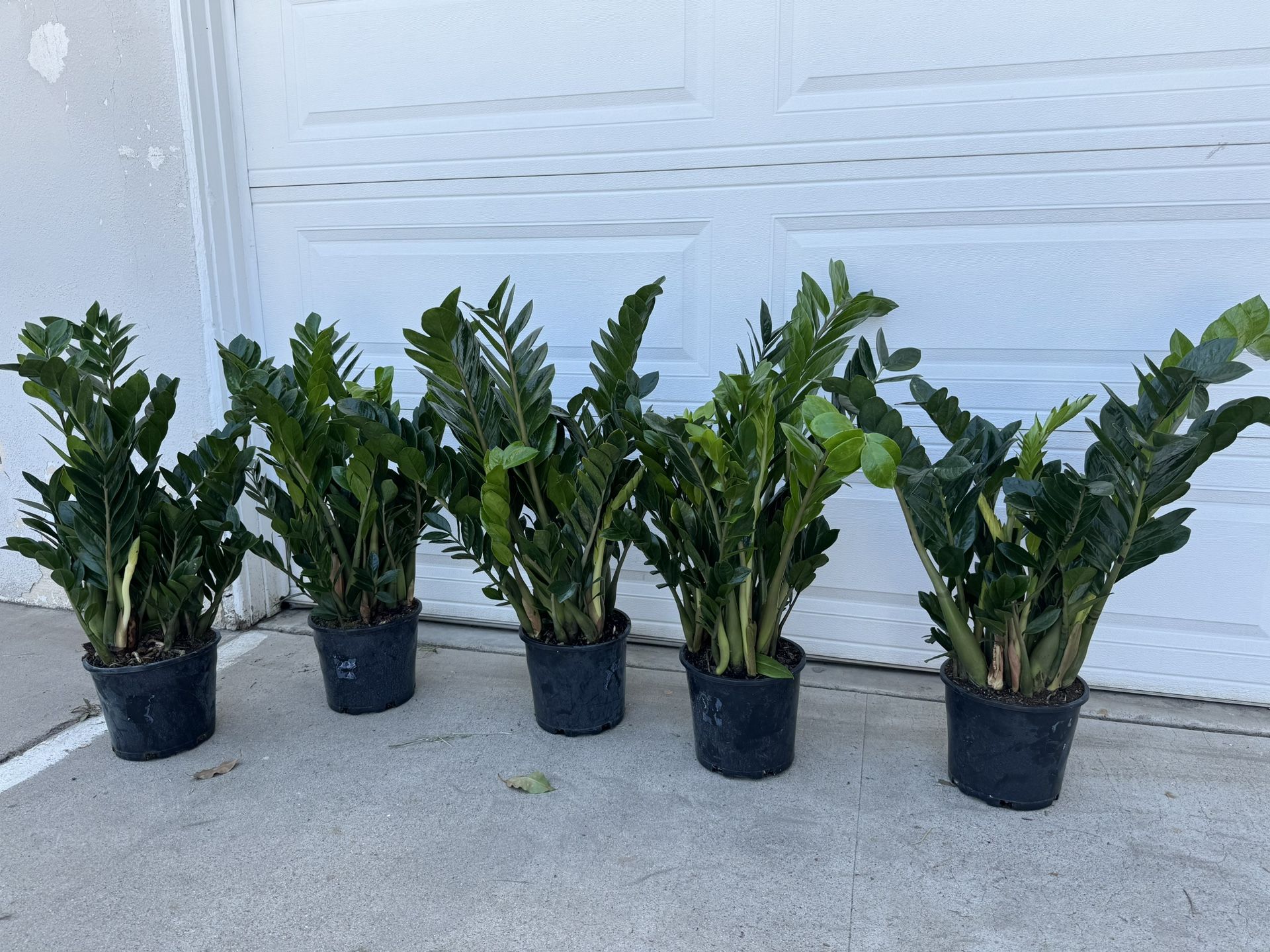 Big And Healthy ZZ Plant 55$ Each