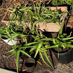 HUGE Planter & Smaller... ALOE PLANTS