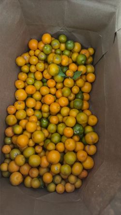 Kumquats
