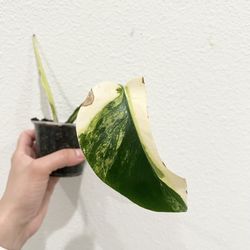 Monstera Aurea 