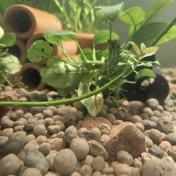 Fish Tank For Sale 