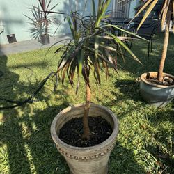 3ft Plant 🪴 