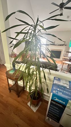 Corn plant and Diplodenia plant