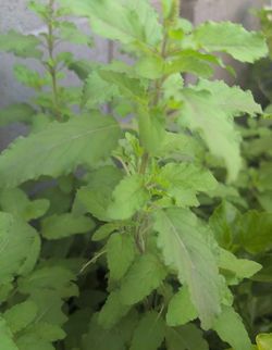 Holy basil plant