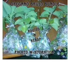 Oregano Brujo 8 rooted Clippings