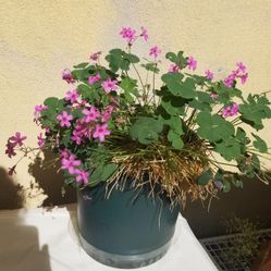 Oxalis Wood Sorrell Plant ×Pink Clover×
