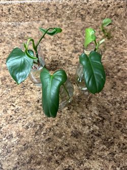 Horsehead philodendron
