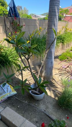 Large medium and small plumeria for sale beautiful flowers