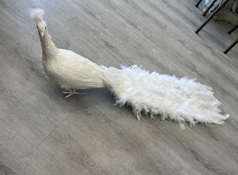 White Feather Fake Peacock