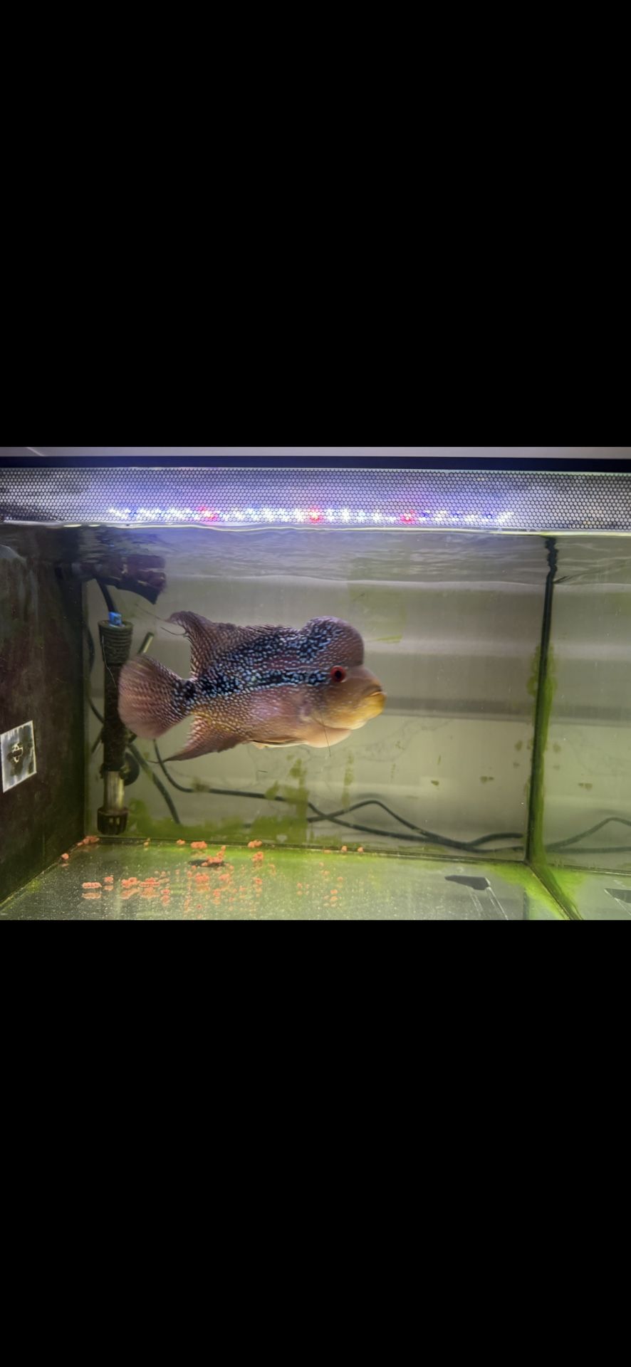 fish Tank