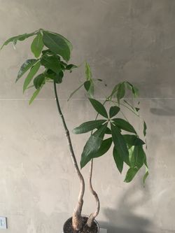 Pachira aquatica plant