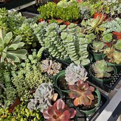 4" Succulent Sale!! $2.50 Each