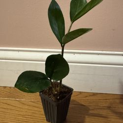 Zamioculcas ZZ Plant