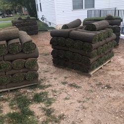 tall fescue state certified 