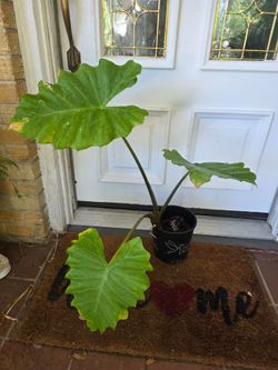 Planta