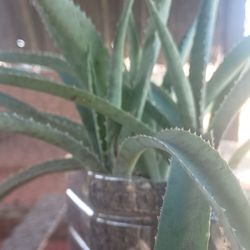 🌿 Explosive Growth Aloe Vera – 🌿 
🌿Crecimiento Explosivo del Aloe Vera🌿