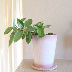 Healthy Beautiful Indoor Plant(Peperomia)