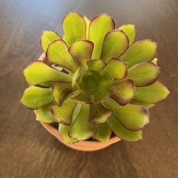 Adorable Aeonium succulent in terra cotta