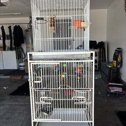 Bird Cage 